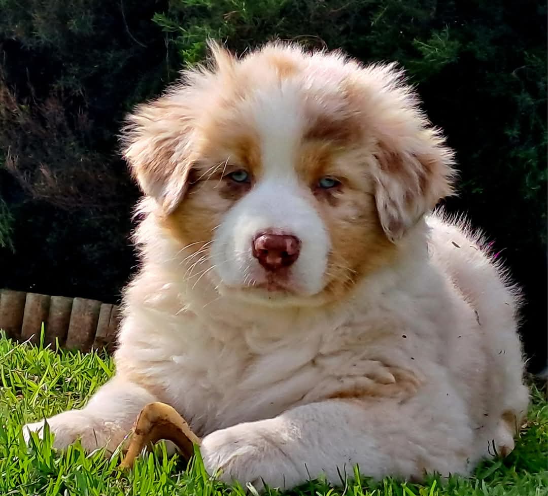 Red Merle Australian Shepherd Puppy